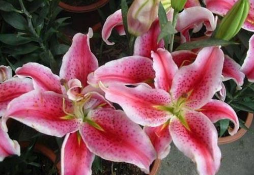 4种花好养又漂亮,高贵优雅上档次,人见人爱,开花不断 康乃馨