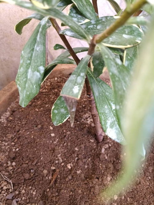 瑞香花叶子尖有干枯是怎么回事