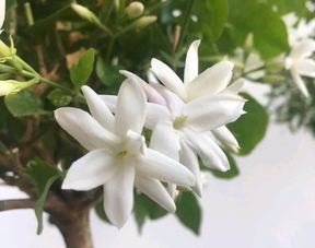 养茉莉花,施肥很重要,一年四季这样施肥,茉莉长的好,一直开花