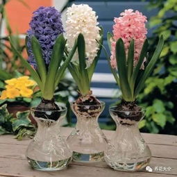 花花优选 风信子种球预售,8种颜色,荷兰进口 花色对版 好活好养