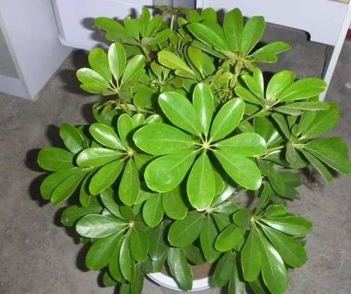 采光差的房间,就养这4种花,个个耐阴又好养,四季常青