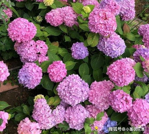 换盆 如何减少损伤 3步操作,保障绣球花根须越长越强韧