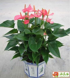 这是什么花,会不会长根,茎变红了