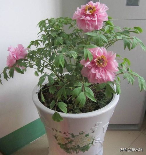 盆栽芍药花前花后都要修剪,把握芍药花的修剪重点才能花开满枝