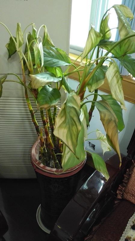 盆栽突然间叶子发黄,慢慢枯萎,小枝干叶子都枯萎发黄掉了,还有的救吗