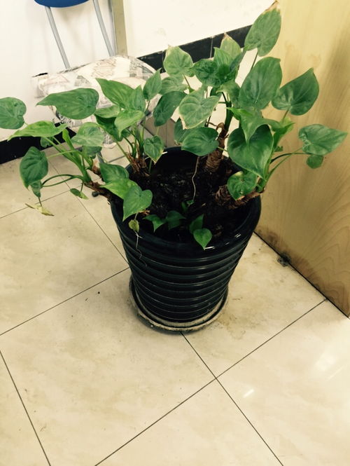 请问这是什么植物 多久浇一次水 一次浇多少水