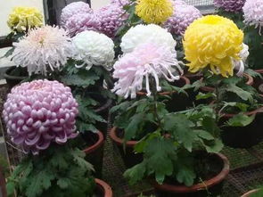为什么你家菊花还没有开花 养殖技巧都在这了