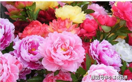 家里养这些花,冬天冻一冻,顺利春化,开花更好看 花卉 养护 环境