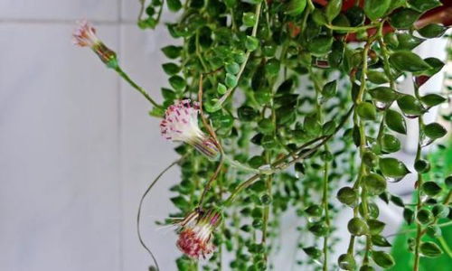 肉内植物佛珠什么时候开花