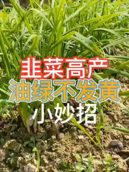 韭菜种植技巧 种植小技巧 田园生活 韭菜种植 阳台种韭菜