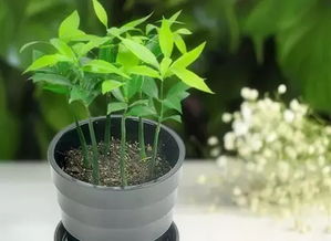比不开花更让人悲伤的是 落蕾