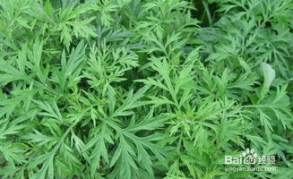 艾草 贮藏方法
