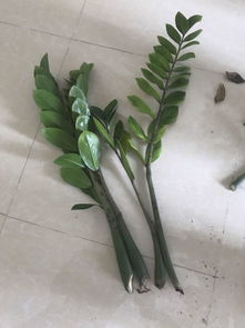 金钱树烂根倒下来了,是怎么回事,现在烂的部分切掉 还可以种回去吗