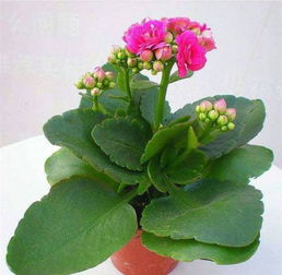 长寿花都有哪些品种,怎样繁殖
