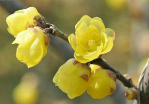 这种花叫什么名字,适合在什么地方种植,花语是什么