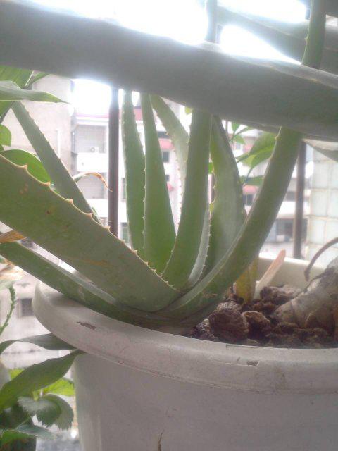 芦荟什么时候可以换盆
