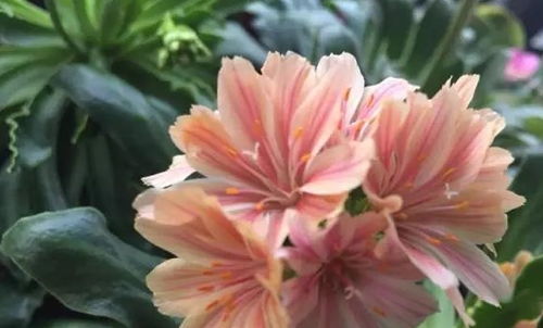 老爹下地挖的野草,忽悠小孙子是多肉,栽到花盆里,开花真好看