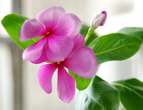 长春花