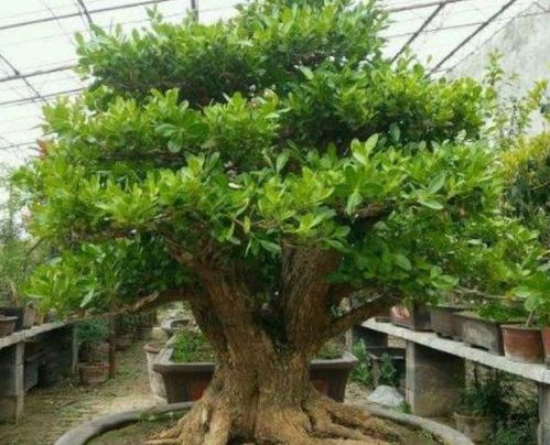 客厅最适合养3种花,叶片茂盛,上档次,好运不断 疏松