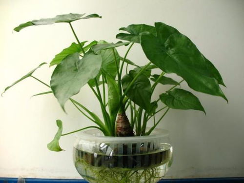 霸王芋和滴水观音是同一种植物吗