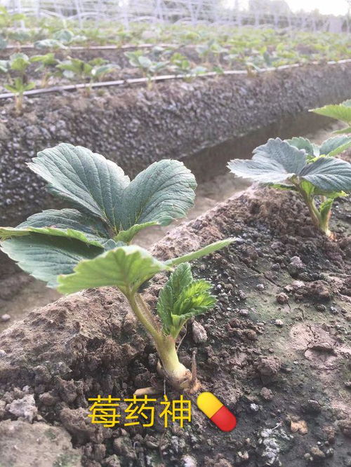 草莓红中柱根腐病用什么药治疗