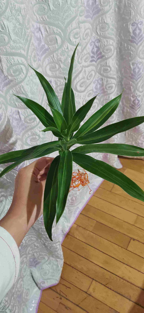 请问 图片中的植物叫什么名字 是放在水里养的