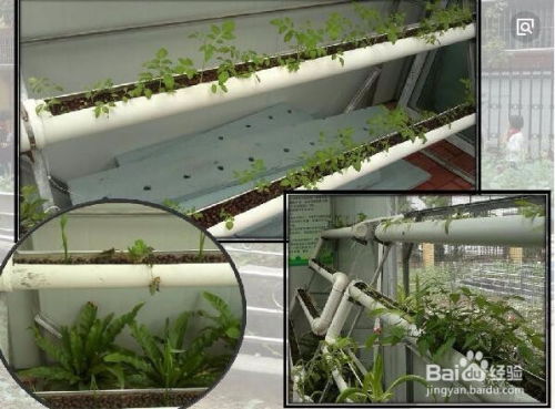 水培草莓的养殖方法和注意事项