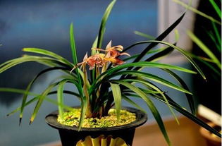 兰花用什么土栽培最好,软植料与硬植料培育最利于生长