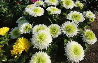 为什么你家菊花还没有开花 养殖技巧都在这了