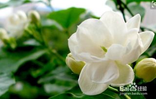 茉莉花的养殖方法