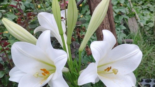 要想百合开花多,养好根球是关键,小伙扒开球根一探究竟