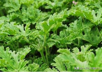 驱蚊草怎么养 驱蚊草怎么养 驱蚊草的养殖方法 生活百科 泾阳信息网