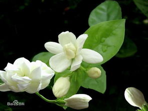 茉莉花什么时候开花