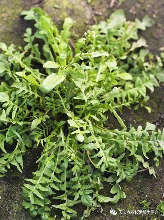 野生荠菜人工高产种植技术详解