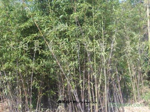 优惠券 十大品牌排行榜 哪个牌子好 元珍商城