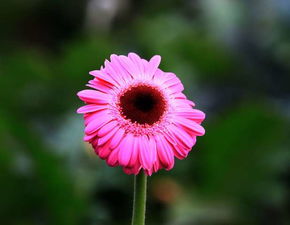 冬日非洲菊