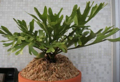 3种喜阴植物,枝叶秀美,光照不好也能养好