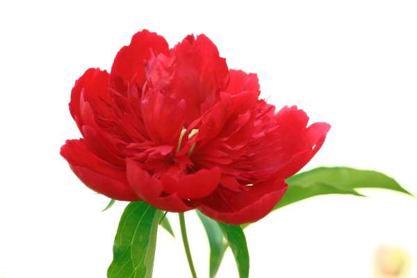 芍药花怎么养,盆栽芍药花的养殖方法和注意