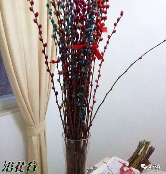 五颜六色的银柳你养对了么,一半的花友都想错了