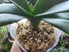 蝴蝶兰开花后需不需要施肥 选用哪种肥料