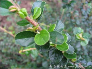 中药淫阳草是什么