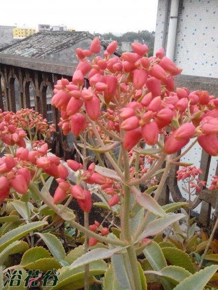 宽叶落地生根会开花吗