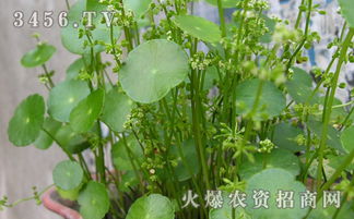 铜钱草怎么繁殖 铜钱草繁殖方法 铜钱草一盆变两盆简单方法 作用功效