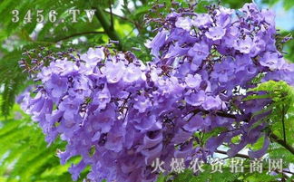 蓝花楹的繁殖方法,蓝花楹的繁殖方法,蓝花楹的花语是什么