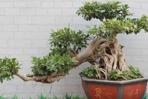 榕树盆景如何过冬