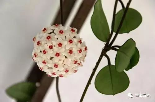 球兰怎么换盆 什么土壤好