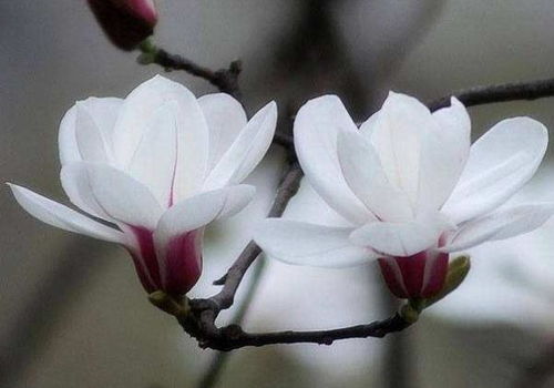 家里能种植白玉兰吗