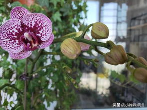 蝴蝶兰开花后需不需要施肥 选用哪种肥料