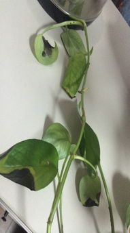 种在水里的绿萝叶子突然变黄变黑腐 叶茎腐烂