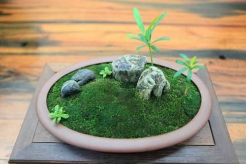 青苔放上花盆后怎样处理